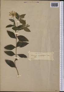 Verbesina alternifolia (L.) Britton ex Kearney, Америка (AMER) (Неизвестно)