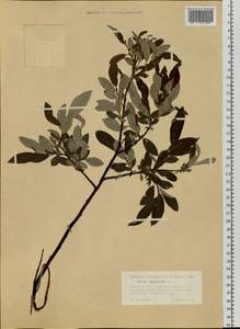 Ива лопарская L., Сибирь, Западная Сибирь (S1) (Россия)