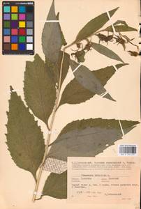 Колокольчик широколистный L., Восточная Европа, Центральный район (E4) (Россия)