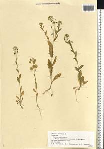 Ярутка полевая L., Восточная Европа, Средневолжский район (E8) (Россия)