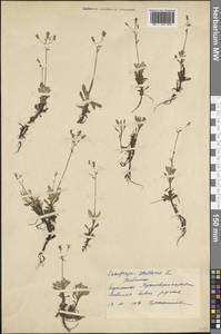 Micranthes stellaris subsp. stellaris, Восточная Европа, Северный район (E1) (Россия)