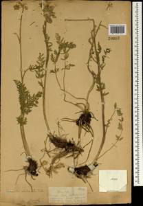 Жабрица скученная (L.) Rchb. fil., Зарубежная Азия (ASIA) (КНР)