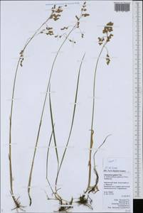 Anthoxanthum glabrum (Trin.) Veldkamp, Сибирь, Чукотка и Камчатка (S7) (Россия)