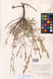 Astragalus astrachanicus Sytin & Laktionov, Восточная Европа, Нижневолжский район (E9) (Россия)