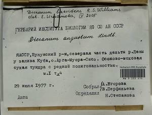 Dicranum laevidens R.S. Williams, Гербарий мохообразных, Мхи - Якутия (B19) (Россия)