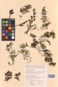 Роголистник, Восточная Европа, Нижневолжский район (E9) (Россия)