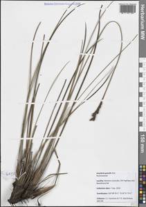 Anarthria gracilis R.Br., Австралия и Океания (AUSTR) (Австралия)