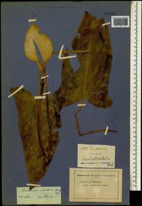 Zantedeschia elliottiana (W.Watson) Engl., Африка (AFR) (Неизвестно)