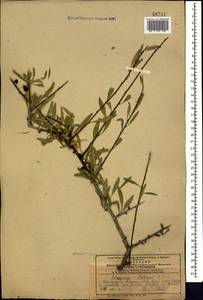 Rhamnus erythroxyloides subsp. erythroxyloides, Кавказ, Армения (K5) (Армения)