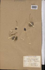 Мышиный гиацинт незамеченный Guss. ex Ten., Средняя Азия и Казахстан, Каракумы (M6) (Туркмения)
