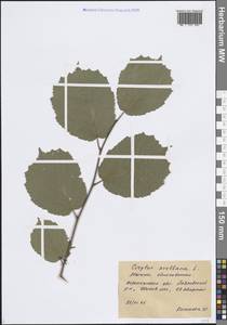 Орешник обыкновенный, Лещина обыкновенная L., Восточная Европа, Центральный лесостепной район (E6) (Россия)