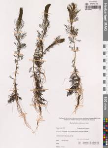 Уруть сибирская Kom., Сибирь, Чукотка и Камчатка (S7) (Россия)