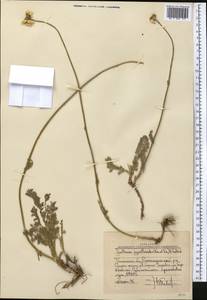 Richteria pyrethroides Kar. & Kir., Средняя Азия и Казахстан, Западный Тянь-Шань и Каратау (M3) (Узбекистан)