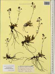 Вероника горечавковая Vahl, Кавказ, Ставропольский край, Карачаево-Черкесия, Кабардино-Балкария (K1b) (Россия)