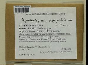 Rhynchostegium megapolitanum (Blandow ex F. Weber & D. Mohr) Schimp., Гербарий мохообразных, Мхи - Западная Европа (BEu) (Греция)
