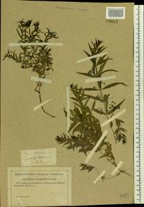 Марена татарская (Trevis.) F.Schmidt, Восточная Европа, Нижневолжский район (E9) (Россия)