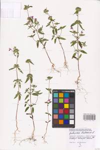 MHA 0 154 278, Пикульник ладанниковый L., Восточная Европа, Северо-Западный район (E2) (Россия)