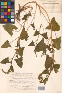 Блитум доброго Генриха (L.) Rchb., Восточная Европа, Западно-Украинский район (E13) (Украина)