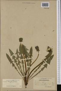 Taraxacum triangulare H. Lindb., Западная Европа (EUR) (Швеция)
