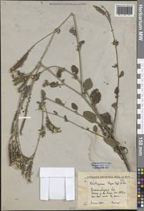 Гелиотроп Ольги Bunge, Средняя Азия и Казахстан, Западный Тянь-Шань и Каратау (M3) (Киргизия)