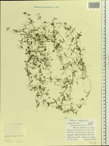 Подмаренник трехраздельный L., Восточная Европа, Центральный район (E4) (Россия)