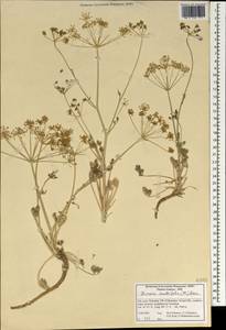Ducrosia anethifolia (DC.) Boiss., Зарубежная Азия (ASIA) (Иран)