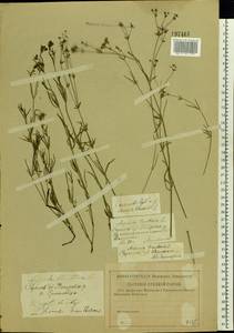 Asperula tinctoria L., Восточная Европа, Нижневолжский район (E9) (Россия)