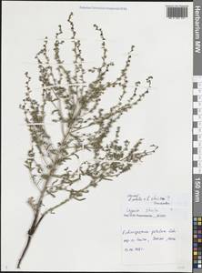 Lappula patula × stricta, Восточная Европа, Нижневолжский район (E9) (Россия)