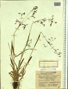 Luzula parviflora subsp. melanocarpa (Michx.) Hämet-Ahti, Сибирь, Якутия (S5) (Россия)