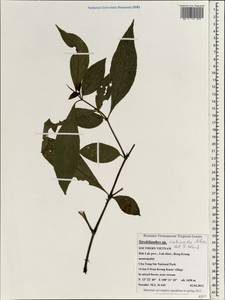 Strobilanthes echinata Wall. ex Nees, Зарубежная Азия (ASIA) (Вьетнам)