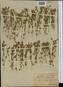 Золототысячник красивый (Sw.) Druce, Средняя Азия и Казахстан, Западный Тянь-Шань и Каратау (M3) (Казахстан)