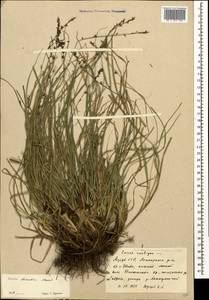 Осока прерванная Stokes, Кавказ, Азербайджан (K6) (Азербайджан)