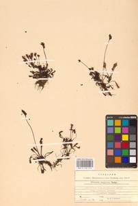 Drosera × anglica Huds., Восточная Европа, Эстония (E2c) (Эстония)