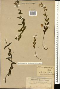 Солнцецвет монетолистный (L.) Mill., Кавказ, Северная Осетия, Ингушетия и Чечня (K1c) (Россия)