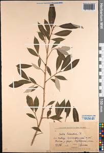 Ива трехтычинковая L., Кавказ, Краснодарский край и Адыгея (K1a) (Россия)