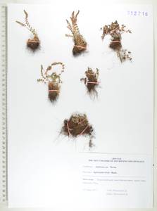 Костенец зеленый Huds., Сибирь, Дальний Восток (S6) (Россия)