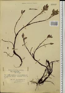 Ива ползучая Rupr., Сибирь, Центральная Сибирь (S3) (Россия)