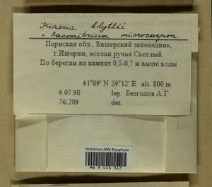 Arctoa blyttii (Bruch & Schimp.) Loeske, Гербарий мохообразных, Мхи - Пермский край, Удмуртия, Свердловская и Кировская области (B8) (Россия)