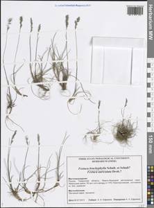 Овсяница коротколистная Schult. & Schult.f., Сибирь, Западная Сибирь (S1) (Россия)