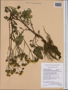Jacobaea aquatica (Hill) G. Gaertn., B. Mey. & Scherb., Западная Европа (EUR) (Великобритания)