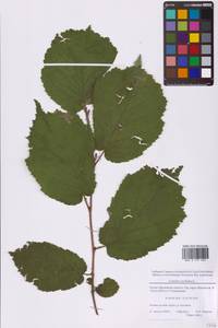 Орешник обыкновенный, Лещина обыкновенная L., Восточная Европа, Московская область и Москва (E4a) (Россия)