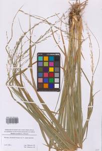 Молиния голубая (L.) Moench, Восточная Европа, Московская область и Москва (E4a) (Россия)