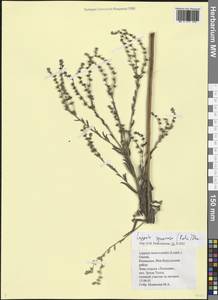 Липучка растопыренная (Retz.) Dumort., Восточная Европа, Нижневолжский район (E9) (Россия)