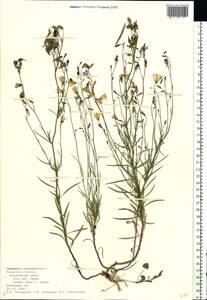 Колокольчик круглолистный L., Восточная Европа, Центральный район (E4) (Россия)