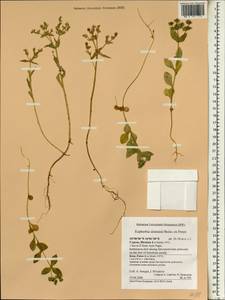 Euphorbia sintenisii Boiss. ex Freyn, Зарубежная Азия (ASIA) (Кипр)