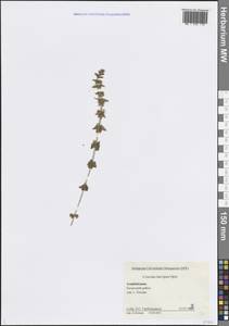 Круциата гладконогая Opiz, Кавказ, Азербайджан (K6) (Азербайджан)