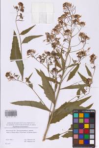 Гулявник прямой L., Восточная Европа, Московская область и Москва (E4a) (Россия)