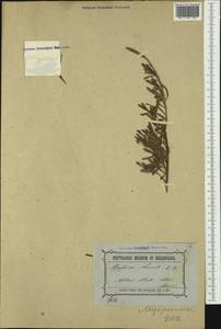 Myoporum parvifolium R. Br., Австралия и Океания (AUSTR) (Австралия)