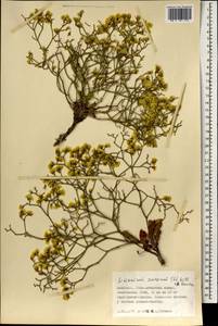 Кермек золотистый (L.) Chaz., Монголия (MONG) (Монголия)