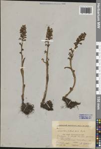 Гнездовка настоящая, Гнездовка обыкновенная (L.) Rich., Кавказ, Ставропольский край, Карачаево-Черкесия, Кабардино-Балкария (K1b) (Россия)